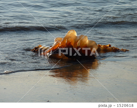 打ち上げられたクラゲ 1520618