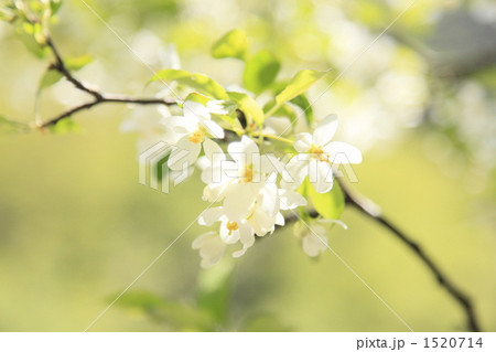 コナシの花 1520714