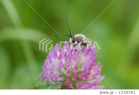 蜜を吸うハチ 蜜を吸うハチ 1520761