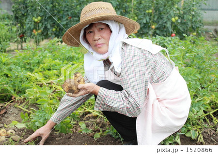 じゃがいも収穫 1520866