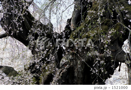 福島県三春の滝桜 1521000