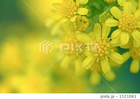 ツワブキの花（１） 1521061