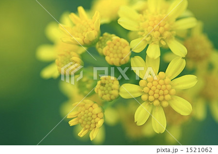 ツワブキの花（２） 1521062