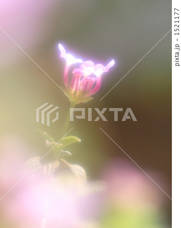 イブキジャコウソウ 1521177