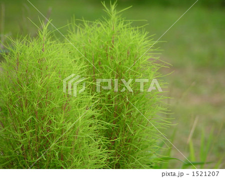 ほうき草 1521207