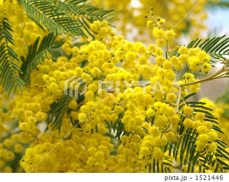 ミモザ 1521446