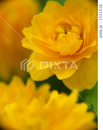 ヤマブキ 1521518