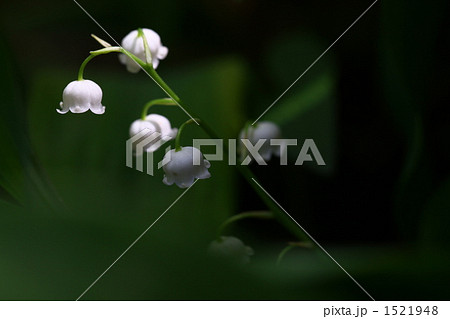 スズランの多彩な表情 1521948