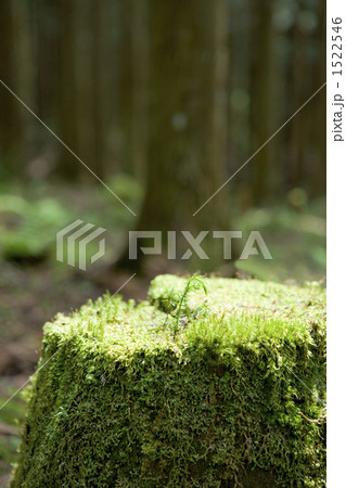 萌芽更新 1522546