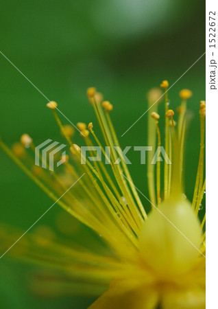 ビヨウヤナギ３ 1522672