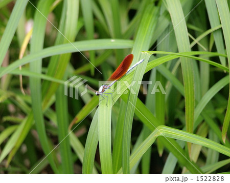 オオカワトンボ オオカワトンボ 1522828