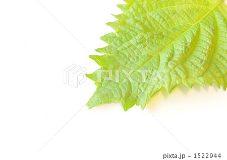 シソ シソ 1522944