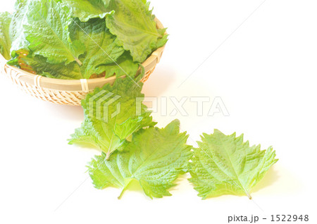 シソ シソ 1522948