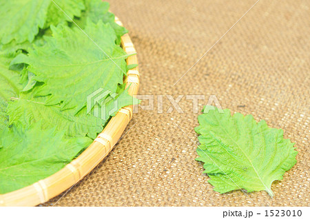 シソ シソ 1523010