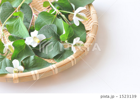 どくだみ 1523139