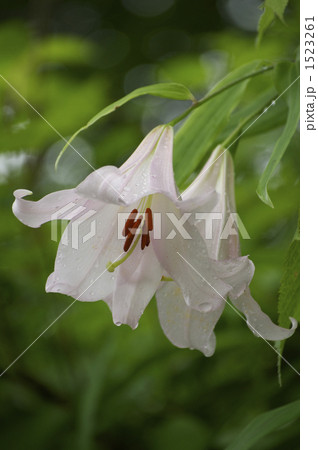笹百合 笹百合 1523261