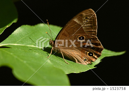 クロヒカゲ 1523758