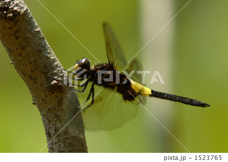 コシアキトンボの未成熟オス 1523765