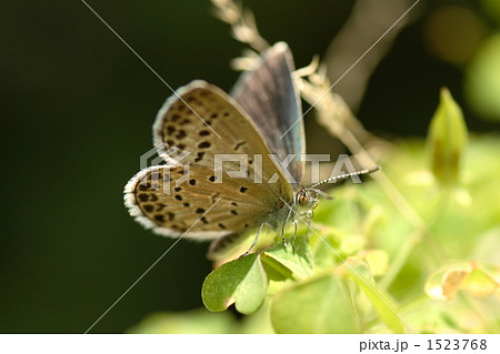 ヤマトシジミ ヤマトシジミ 1523768