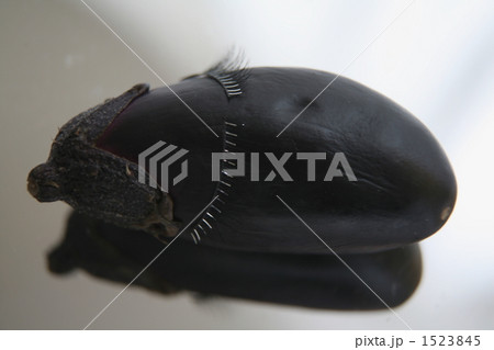 乙女な茄子 1523845