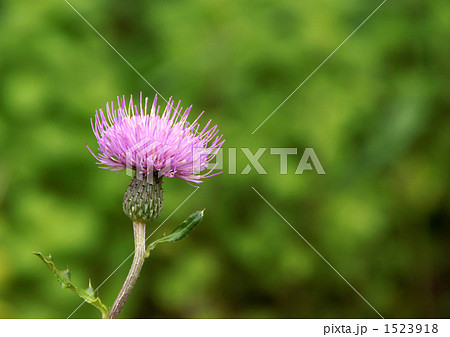 ノアザミ ノアザミ 1523918