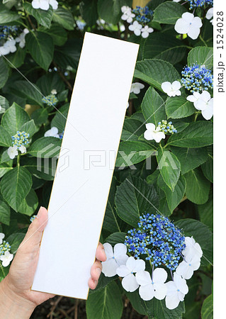 紫陽花の前の手持ち短冊 1524028