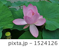 桃色の蓮 1524126