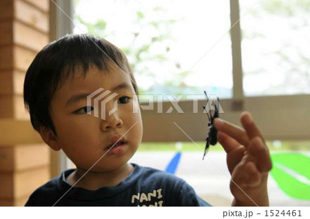 クワガタ 1524461