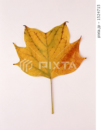 プラタナスの紅葉 1524715