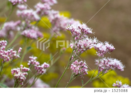 フジバカマの花 フジバカマの花 1525088