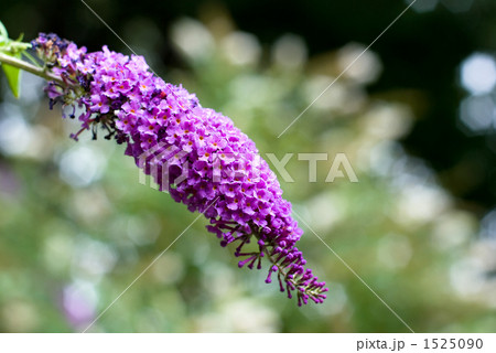 フサフジウツギ（ブッドレア）の花 1525090