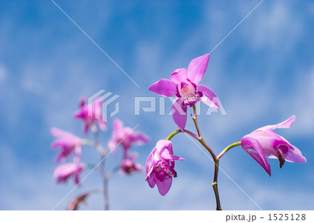 シランの花と青空 1525128