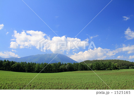 小岩井農場の一本桜と岩手山 1525165