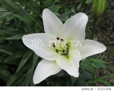 スカシユリ 1525208