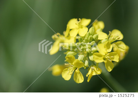 菜の花 菜の花 1525275