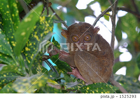 フィリピンに生息するメガネザル、ターシャ 1525293