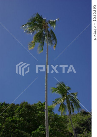 夏空に高くそびえるヤシの木 夏空に高くそびえるヤシの木 1525295