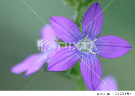 キキョウソウ 1525367