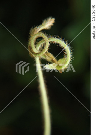 蔓の曲線 1525640