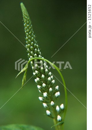 ベロニカに絡まる蔓 ベロニカに絡まる蔓 1525652