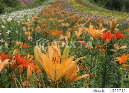 岩岳ゆり園 オレンジ色 岩岳ゆり園 オレンジ色 1525712