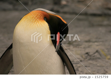 『ペンギンの毛繕い』 『ペンギンの毛繕い』 1525759