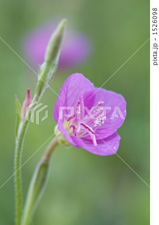 ユウゲショウの花 1526098