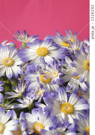 サイネリア サイネリア 1526292