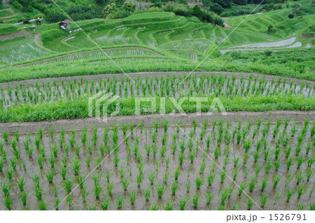 下赤坂の棚田にて　　田植え２１ 1526791