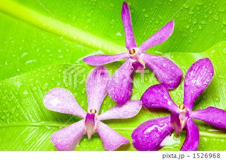 オオタニワタリとモカラ（カリプソピンク） 1526968