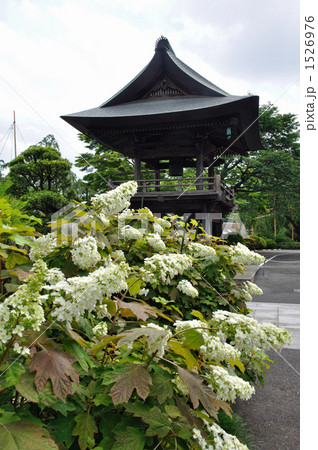 青梅散歩・曹洞宗　宗泉寺 1526976