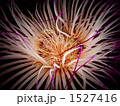1527416