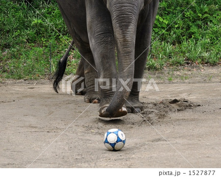 サッカーをする動物園の象 サッカーをする動物園の象 1527877