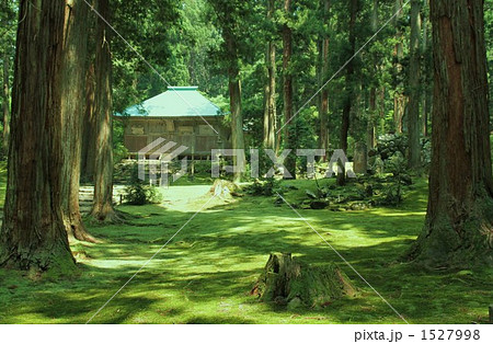 夏の平泉寺の苔 夏の平泉寺の苔 1527998